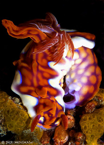Ceratosoma magnificum laying eggs by Debi Henshaw 